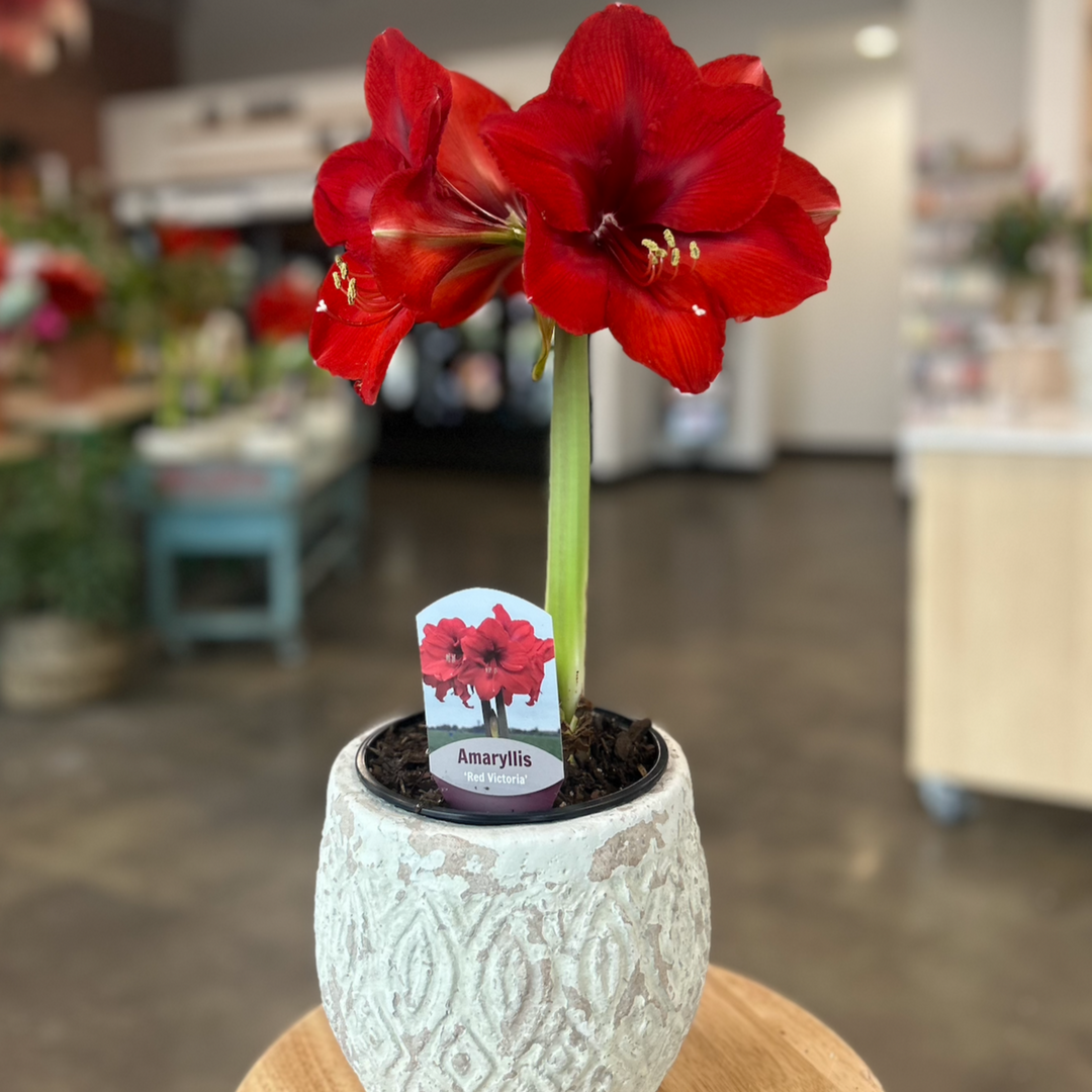 Flowers Curbside Flowers