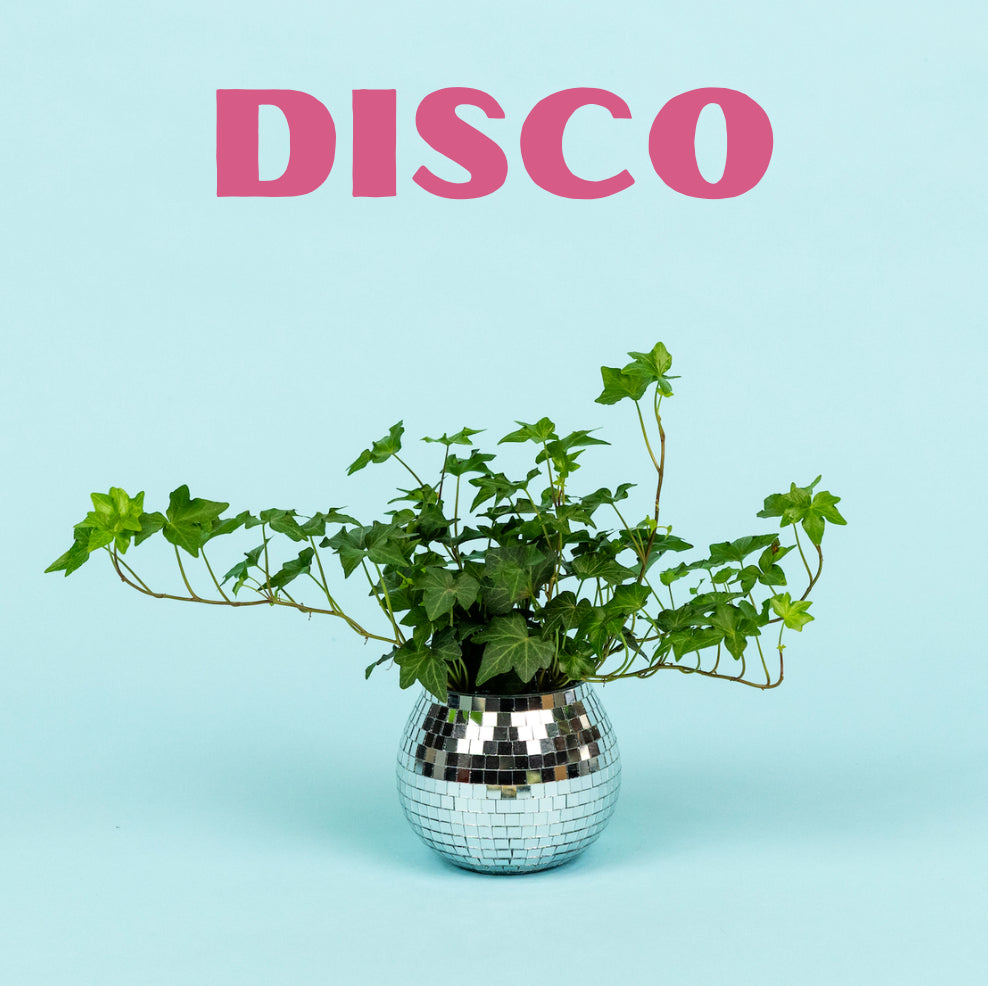 disco planter Disco Plant – Curbside Flowers
