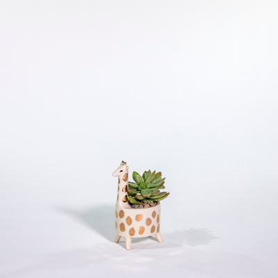 giraffe succulent pot Giraffe Succulent Planter
