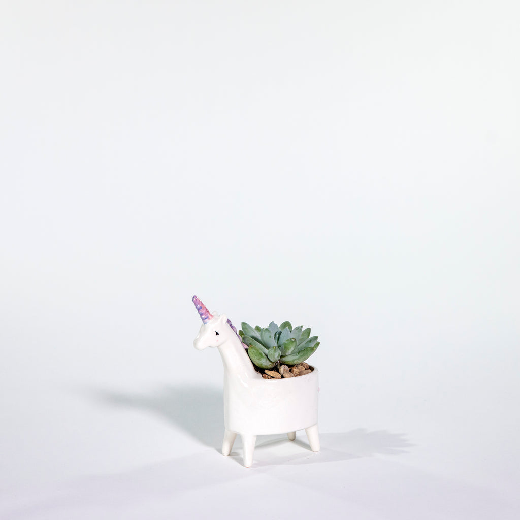 nerdy succulent pots Unicorn Succulent Planter – Curbside Flowers