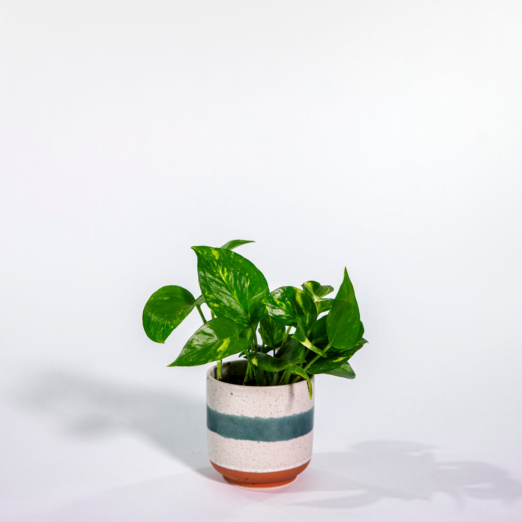 Potted Pothos – Curbside Flowers